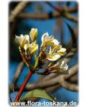 Plumeria rubra  weiß-gelb - Frangipani, Tempelbaum, Wachsblume