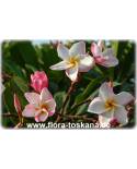 Plumeria rubra  weiß-rosa-gelb - Frangipani, Tempelbaum, Wachsblume