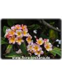 Plumeria rubra  weiß-rosa-gelb - Frangipani, Tempelbaum, Wachsblume