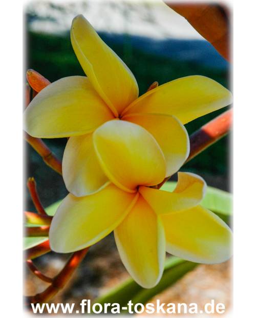 Plumeria rubra 'Bali Palace' - Frangipani, Tempelbaum, Wachsblume Plumeria rubra 'Bali Palace' - Frangipani, Tempelbaum, Wachsblume