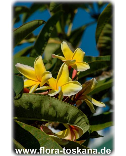 Plumeria rubra 'Bali Palace' - Frangipani, Tempelbaum, Wachsblume Plumeria rubra 'Bali Palace' - Frangipani, Tempelbaum, Wachsblume
