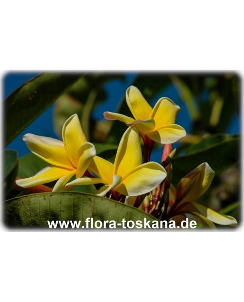 Plumeria rubra 'Bali Palace' - Frangipani, Tempelbaum, Wachsblume Plumeria rubra 'Bali Palace' - Frangipani, Tempelbaum, Wachsblume