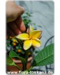 Plumeria rubra 'Bali Palace' - Frangipani, Tempelbaum, Wachsblume