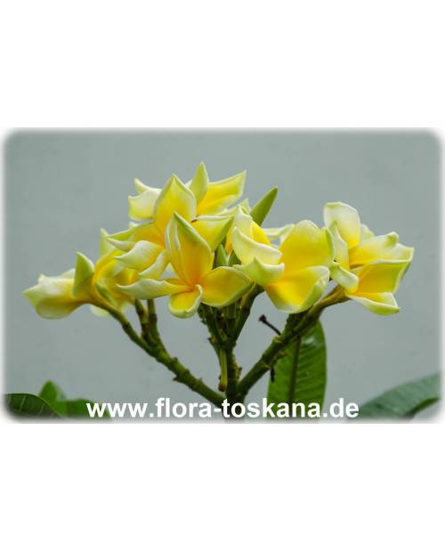 Plumeria rubra 'Bali Palace' - Frangipani, Tempelbaum, Wachsblume Plumeria rubra 'Bali Palace' - Frangipani, Tempelbaum, Wachsblume