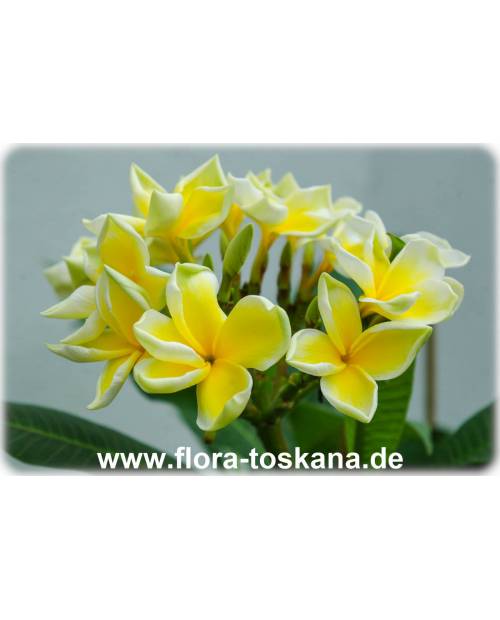 Plumeria rubra 'Bali Palace' - Frangipani, Tempelbaum, Wachsblume Plumeria rubra 'Bali Palace' - Frangipani, Tempelbaum, Wachsblume