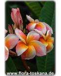 Plumeria rubra 'Bun Yen' - Frangipani, Tempelbaum, Wachsblume
