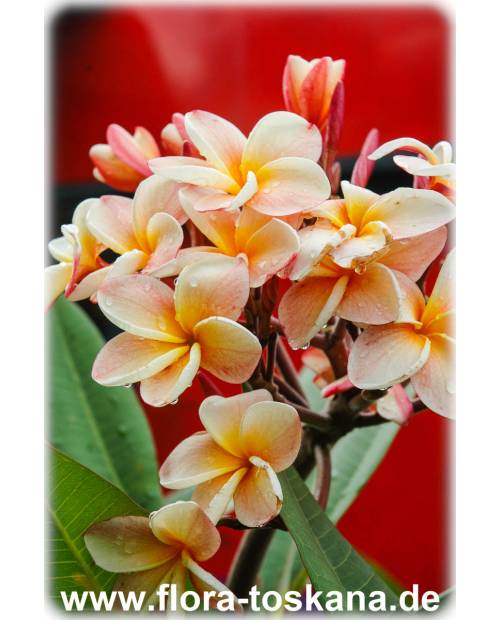 Plumeria rubra 'Bun Yen' - Frangipani, Tempelbaum, Wachsblume Plumeria rubra 'Bun Yen' - Frangipani, Tempelbaum, Wachsblume