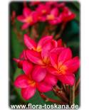 Plumeria rubra 'Chiang Rai Red' - Frangipani, Tempelbaum, Wachsblume