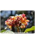 Plumeria rubra 'Jeannie Moragne' - Frangipani, Tempelbaum, Wachsblume