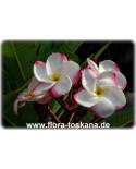 Plumeria rubra 'Kasem's Delight' - Frangipani, Tempelbaum, Wachsblume