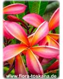 Plumeria rubra 'Pinwheel Rainbow' - Frangipani, Tempelbaum, Wachsblume