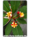 Plumeria rubra 'Suvarnabhum Sunshine' - Frangipani, Tempelbaum, Wachsblume