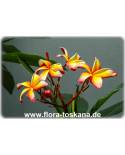 Plumeria rubra 'Suvarnabhum Sunshine' - Frangipani, Tempelbaum, Wachsblume