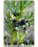 Podocarpus macrophyllus - Yew Pine