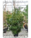 Podocarpus macrophyllus - Tempelbaum, Großblättrige Steineibe