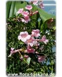 Podranea ricasoliana - Pink Trumpet Vine, Port St. John's Creeper, Zimbabwe creeper