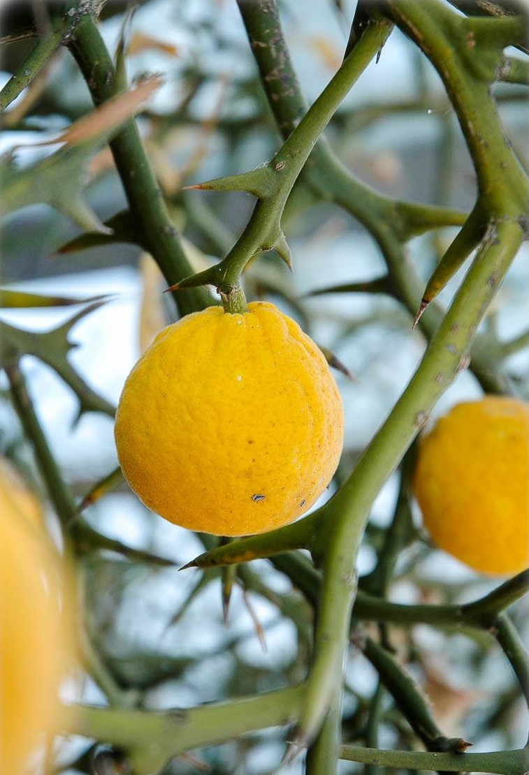- (Citrus) TOSKANA Poncirus trifoliata | Orange, Dreiblättrige FLORA Bitterorange