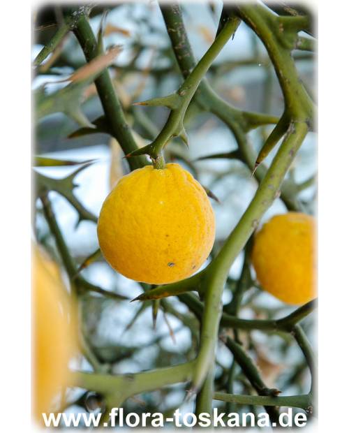 Poncirus trifoliata (Citrus) - Dreiblättrige Orange, Bitterorange | FLORA  TOSKANA
