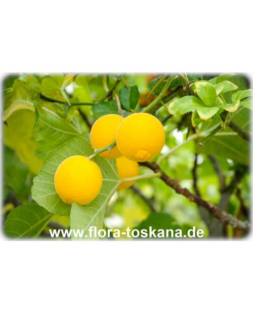 Poncirus trifoliata (Citrus) - Dreiblättrige Orange, Bitterorange | FLORA  TOSKANA