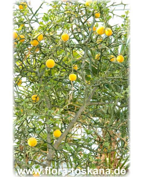 - | Poncirus (Citrus) Orange, Dreiblättrige TOSKANA Bitterorange FLORA trifoliata