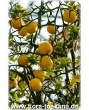 Poncirus trifoliata (Citrus) - Trifoliate Orange