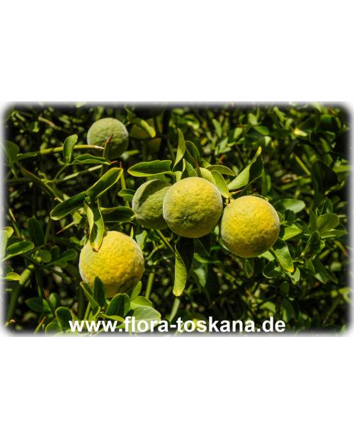 Poncirus trifoliata (Citrus) - Dreiblättrige TOSKANA Orange, FLORA Bitterorange 