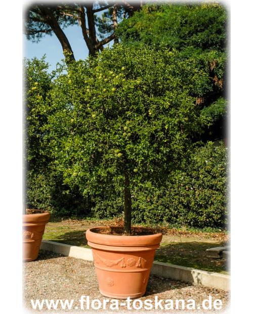 Dreiblättrige trifoliata Poncirus | TOSKANA Orange, - Bitterorange FLORA (Citrus)