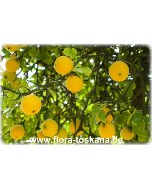 Poncirus trifoliata (Citrus) - Dreiblättrige Orange, Bitterorange Poncirus trifoliata (Citrus) - Dreiblättrige Orange, Bitterorange