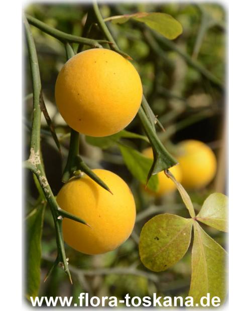 - | FLORA Poncirus TOSKANA Bitterorange Dreiblättrige Orange, trifoliata (Citrus)