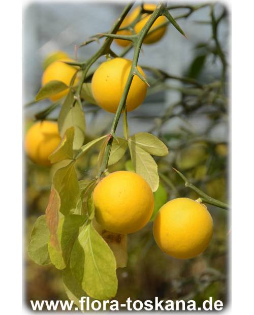 Poncirus trifoliata (Citrus) - Dreiblättrige Orange, Bitterorange Poncirus trifoliata (Citrus) - Dreiblättrige Orange, Bitterorange