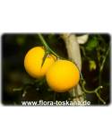 Poncirus trifoliata (Citrus) - Dreiblättrige Orange, Bitterorange