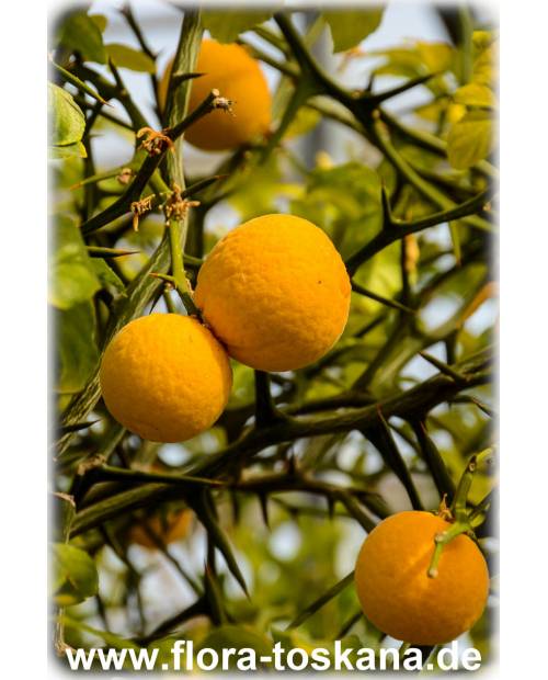 Bitterorange TOSKANA Dreiblättrige - | Poncirus trifoliata Orange, (Citrus) FLORA