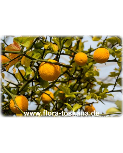 Poncirus trifoliata (Citrus) - Dreiblättrige TOSKANA Bitterorange | FLORA Orange