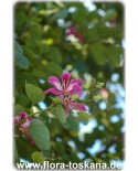 Bauhinia purpurea - Orchideenbaum, Schmetterlings-Bauhinie
