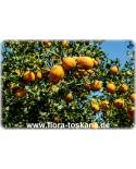 Poncirus trifoliata (Citrus)  'Flying Dragon' - Trifoliate Orange