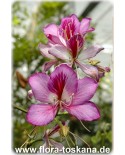 Bauhinia purpurea - Orchideenbaum, Schmetterlings-Bauhinie