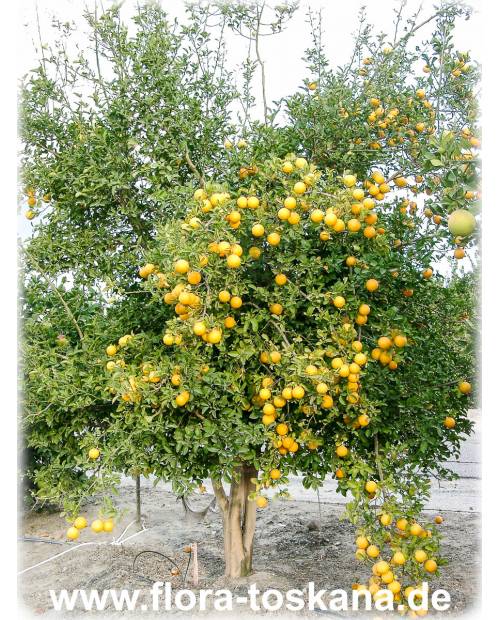 Poncirus trifoliata x C. paradisi - Citrumelo, Citromelo Poncirus trifoliata x C. paradisi - Citrumelo, Citromelo