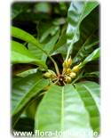 Pouteria campechiana - Canistel, Eggfruit, Chesa