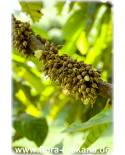 Pouteria sapota - Große Sapote (Pflanze), Mammey-Sapote