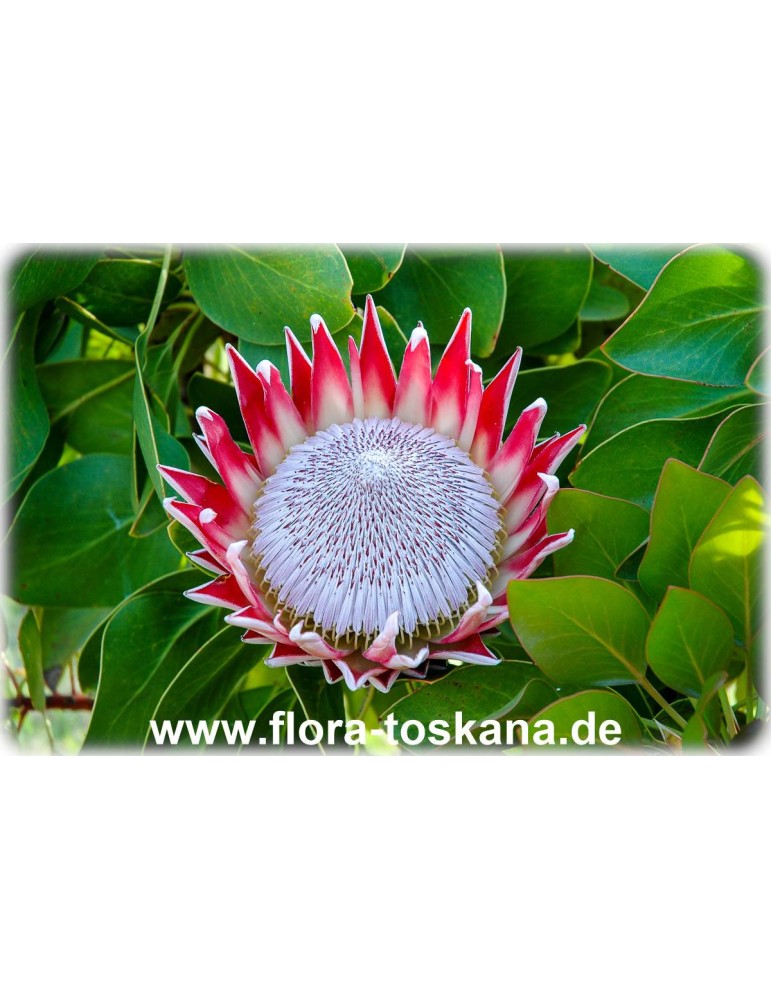 Protea Zuckerbusch rot orange 51 cm künstlich Kunstblume Repens naturgetreu 