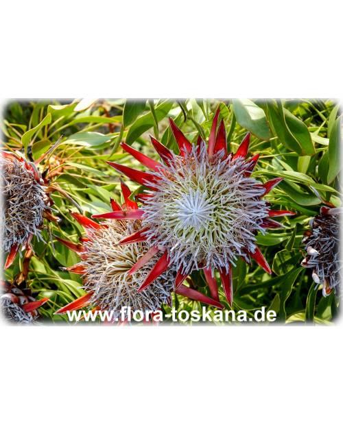 Protea cynaroides - Königs-Protea, Protee, Silberbaum, Zuckerbusch Protea cynaroides - Königs-Protea, Protee, Silberbaum, Zuckerbusch