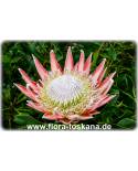 Protea cynaroides - Königs-Protea, Protee, Silberbaum, Zuckerbusch