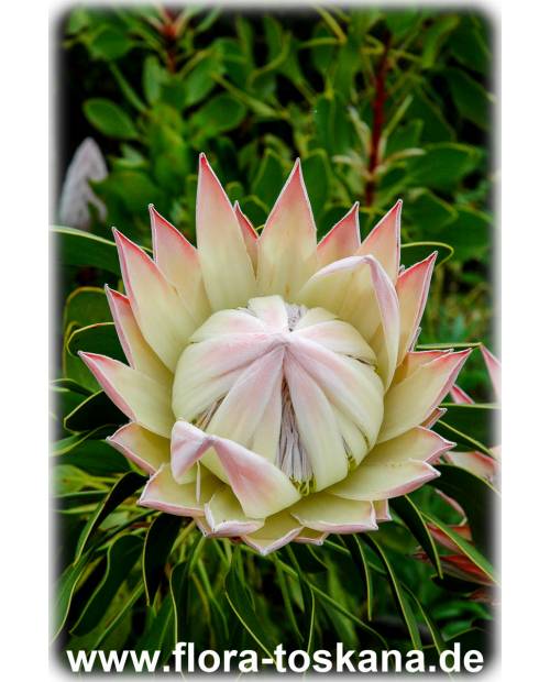 Protea cynaroides - Königs-Protea, Protee, Silberbaum, Zuckerbusch Protea cynaroides - Königs-Protea, Protee, Silberbaum, Zuckerbusch
