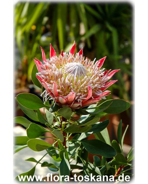 Protea cynaroides - Königs-Protea, Protee, Silberbaum, Zuckerbusch Protea cynaroides - Königs-Protea, Protee, Silberbaum, Zuckerbusch