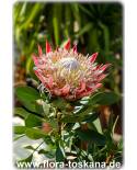 Protea cynaroides - King Protea, Giant Protea