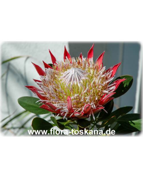 Protea Zuckerbusch rot orange 51 cm künstlich Kunstblume Repens naturgetreu 