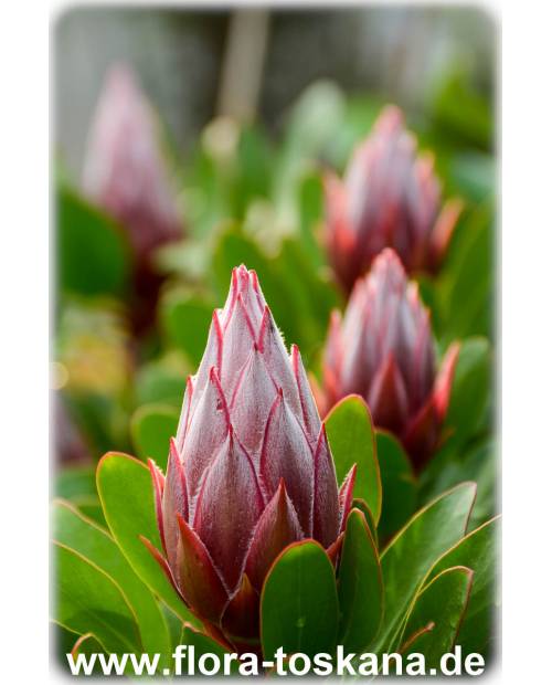 Protea cynaroides - Königs-Protea, Protee, Silberbaum, Zuckerbusch Protea cynaroides - Königs-Protea, Protee, Silberbaum, Zuckerbusch