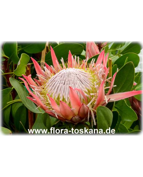 Protea cynaroides - Königs-Protea, Protee, Silberbaum, Zuckerbusch Protea cynaroides - Königs-Protea, Protee, Silberbaum, Zuckerbusch