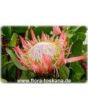 Protea cynaroides - Königs-Protea, Protee, Silberbaum, Zuckerbusch