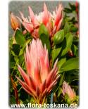 Protea cynaroides - King Protea, Giant Protea